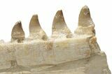 Partial Mosasaur Jaw with Nine Teeth - Morocco #220269-7